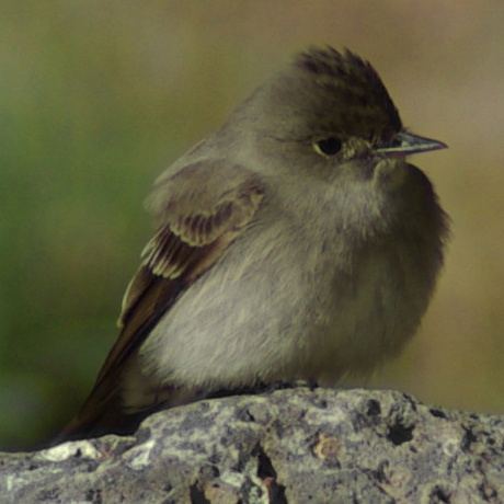 Contopus sordidulus