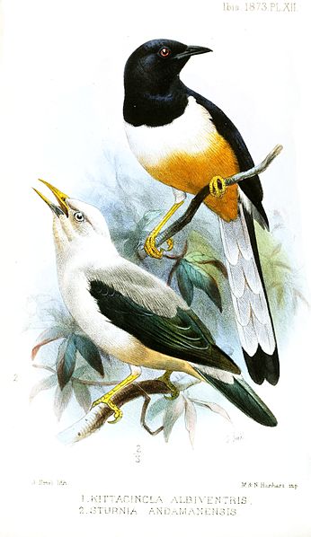 Copsychus albiventris