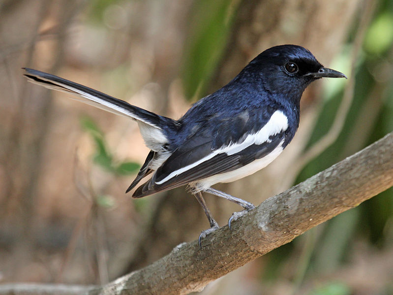 Copsychus albospecularis