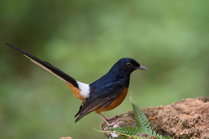 Copsychus malabaricus