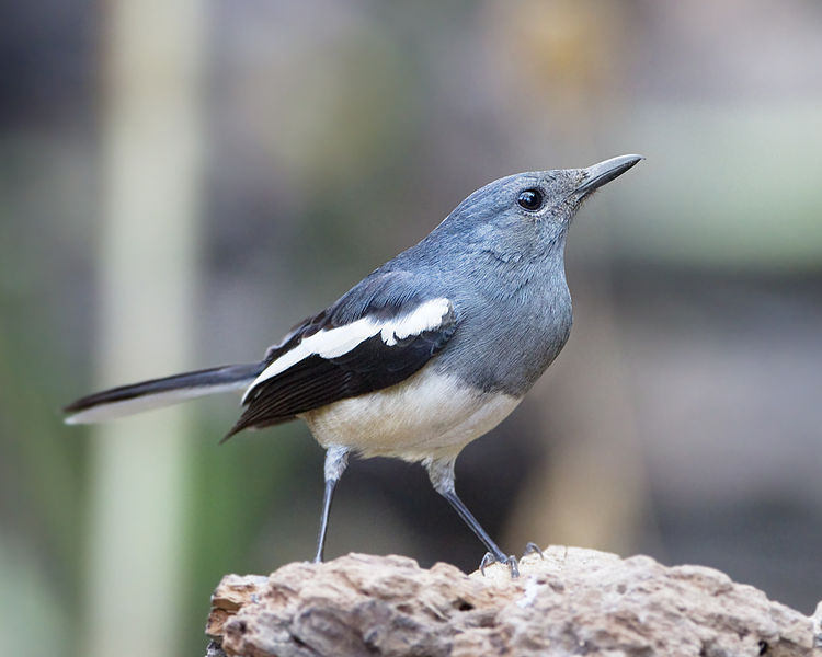 Copsychus saularis