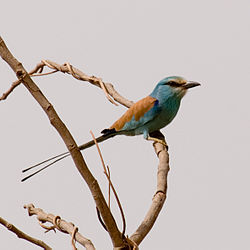 Coracias abyssinicus