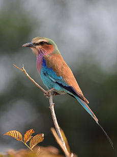 Coracias caudatus