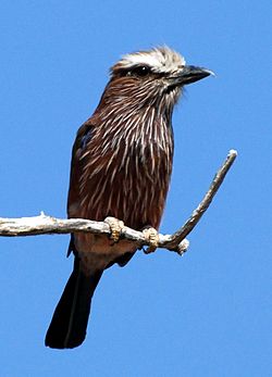 Coracias naevius
