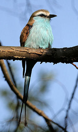 Coracias spatulatus