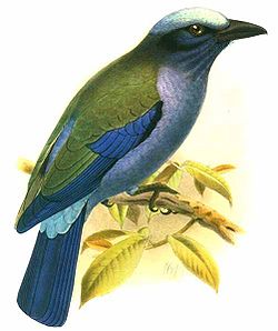 Coracias temminckii