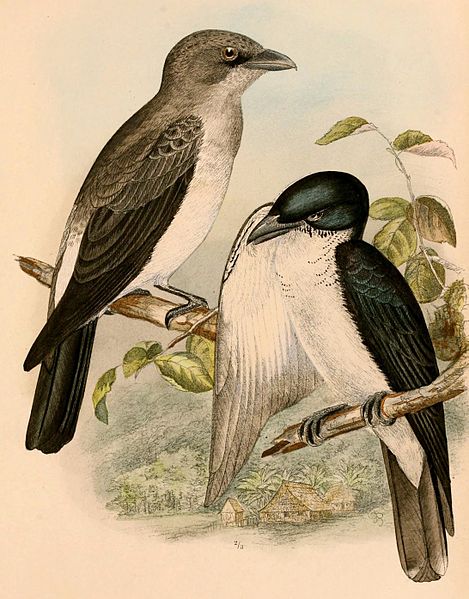 Coracina bicolor
