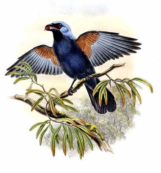 Coracina caeruleogrisea