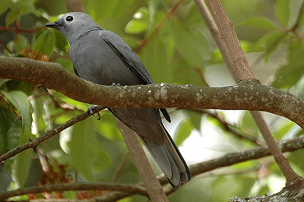 Coracina caesia