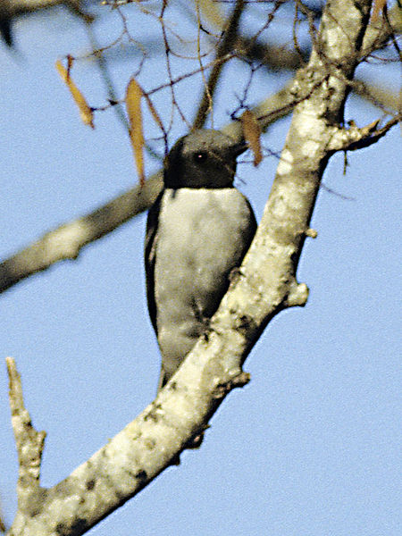 Coracina cinerea