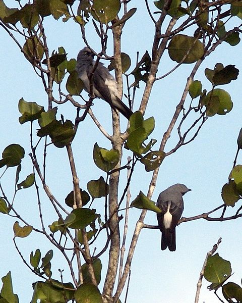 Coracina leucopygia