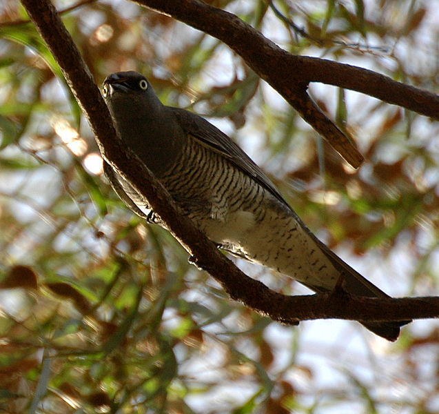 Coracina lineata