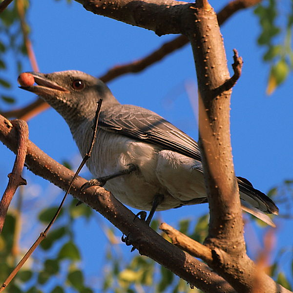 Coracina macei