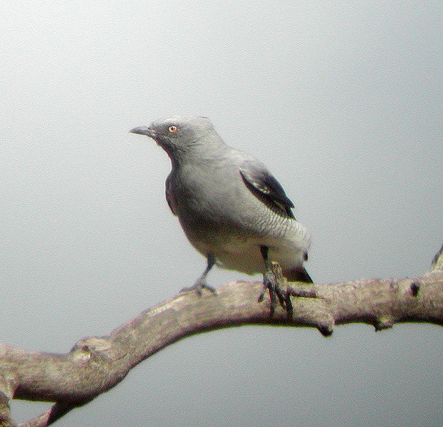 Coracina maxima