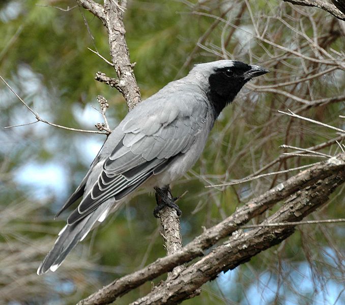 Coracina novaehollandiae