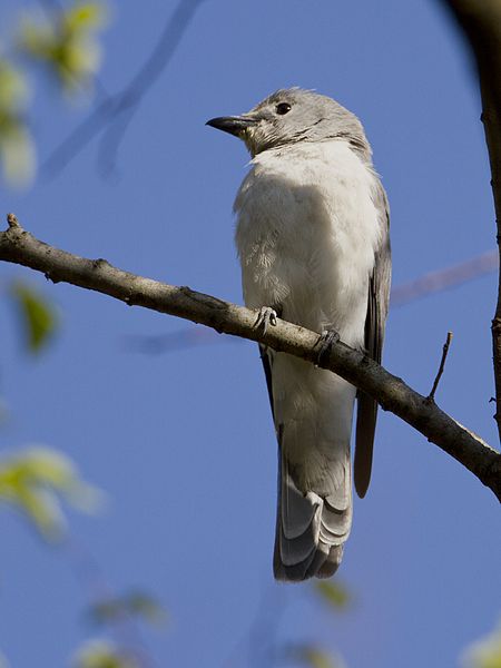 Coracina pectoralis