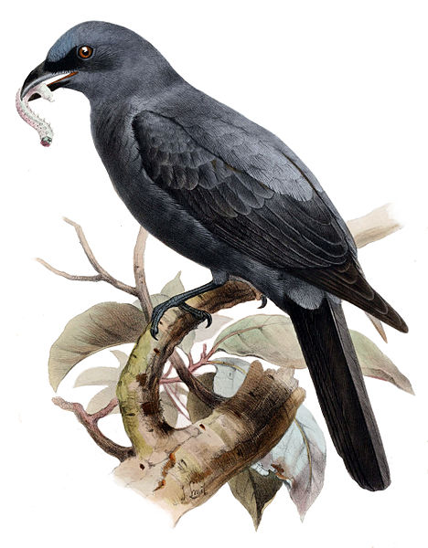 Coracina personata