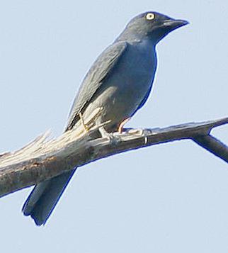 Coracina striata