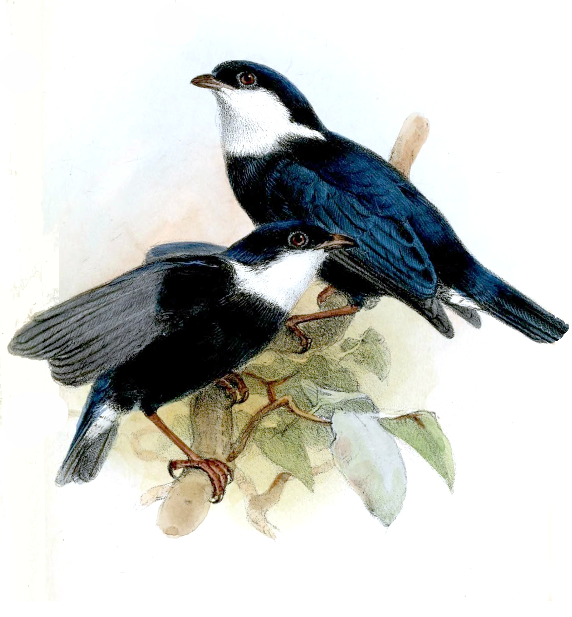 Corapipo leucorrhoa