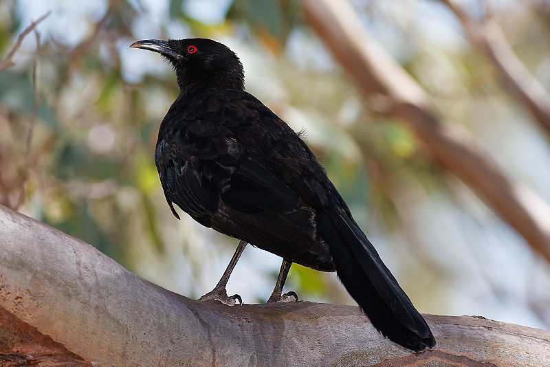 Corcorax melanorhamphos