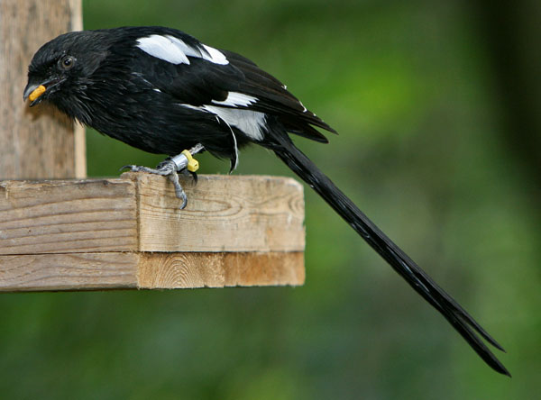 Corvinella melanoleuca