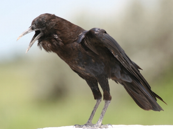Corvus capensis