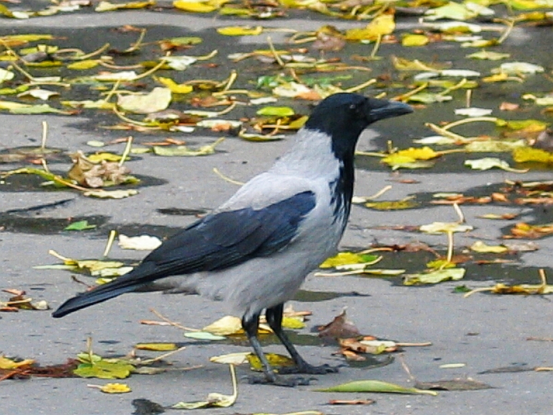 Corvus cornix