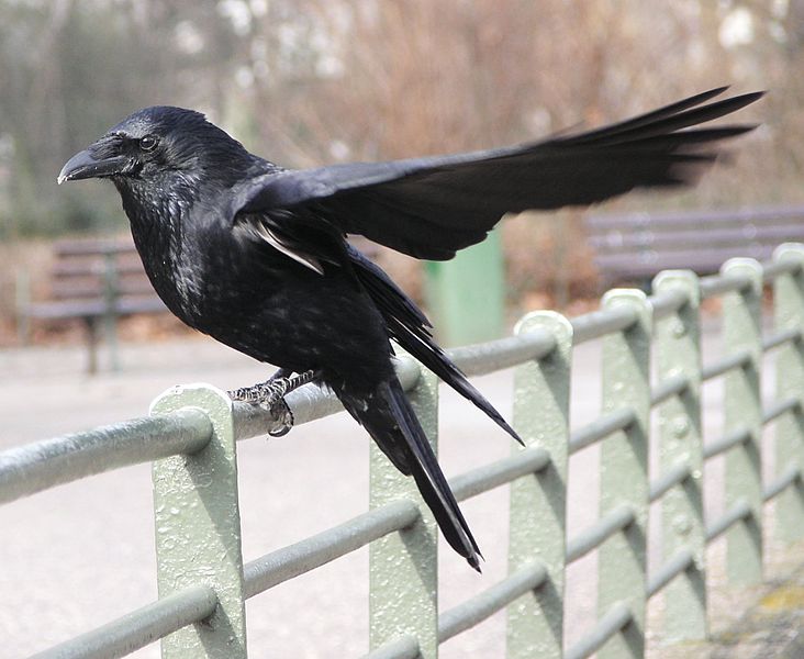 Corvus corone