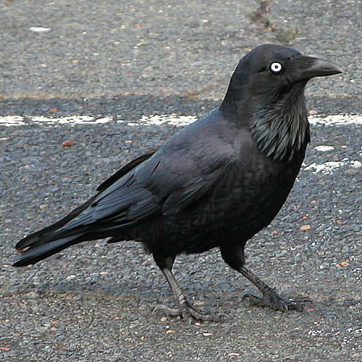 Corvus coronoides