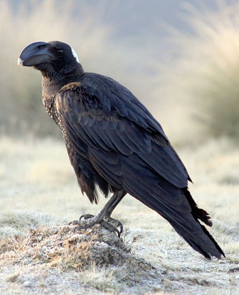 Corvus crassirostris