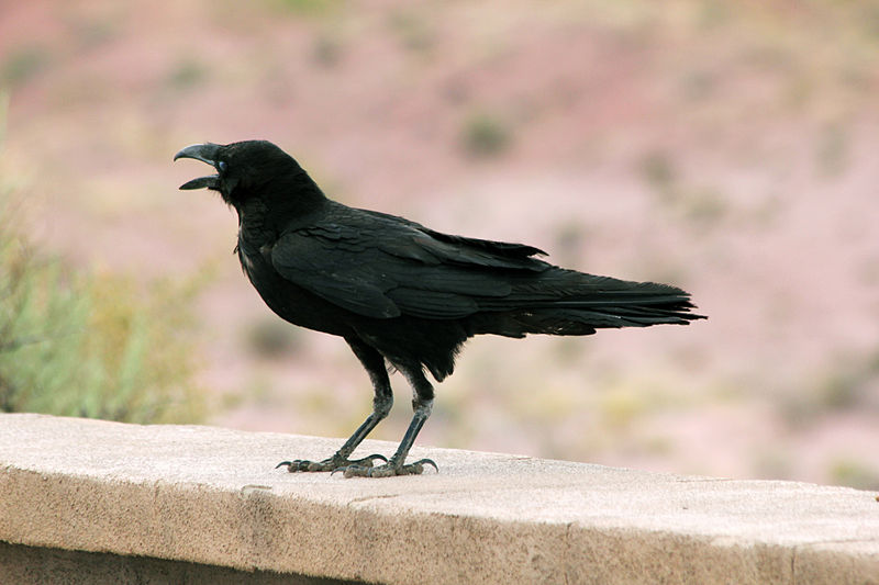Corvus cryptoleucus