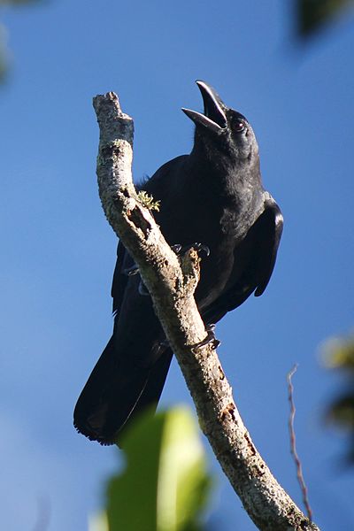 Corvus enca