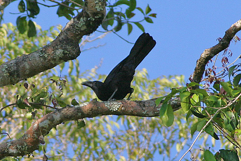 Corvus florensis