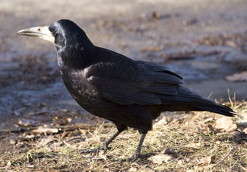 Corvus frugilegus