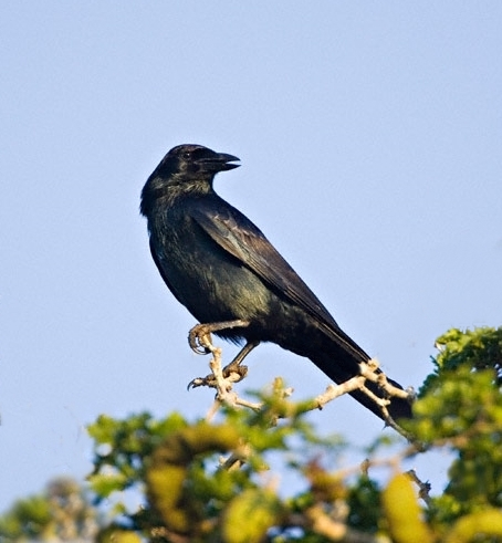 Corvus imparatus