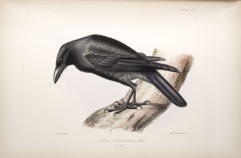 Corvus jamaicensis