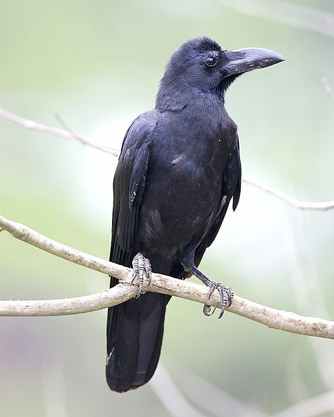 Corvus macrorhynchos