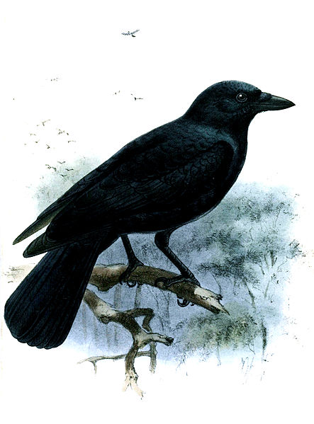 Corvus moneduloides