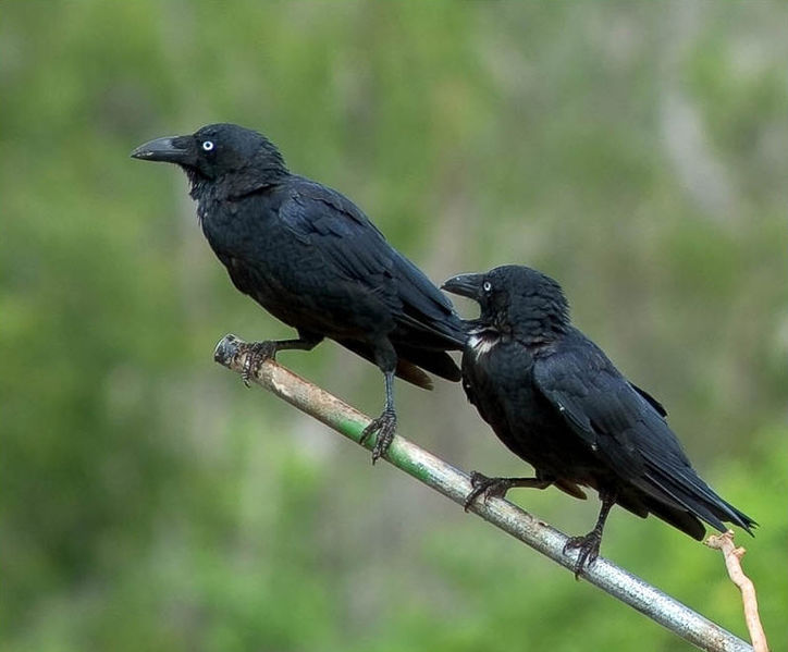 Corvus orru