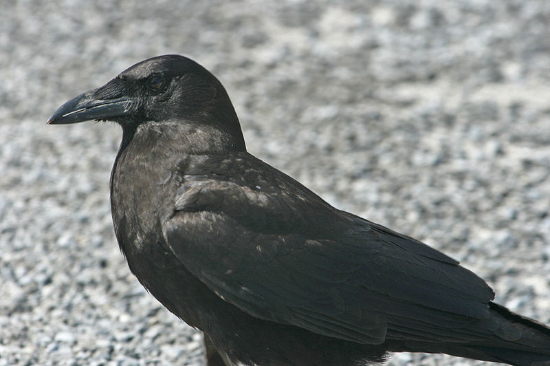 Corvus ossifragus