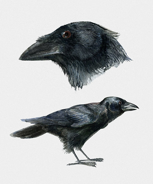 Corvus palmarum