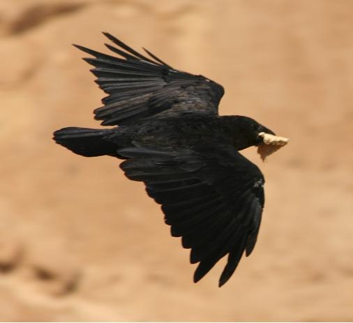 Corvus rhipidurus