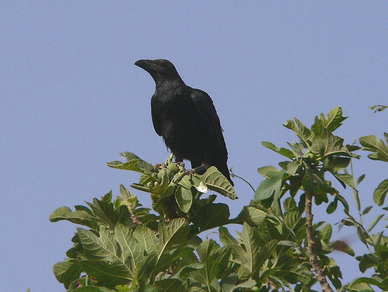 Corvus ruficollis