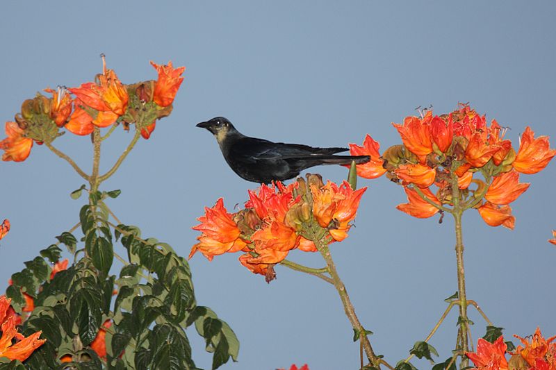 Corvus sinaloae