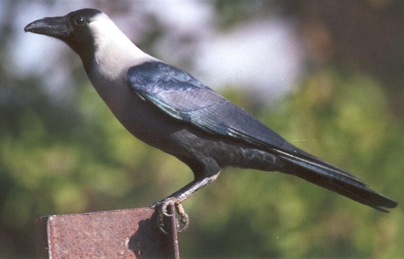 Corvus splendens