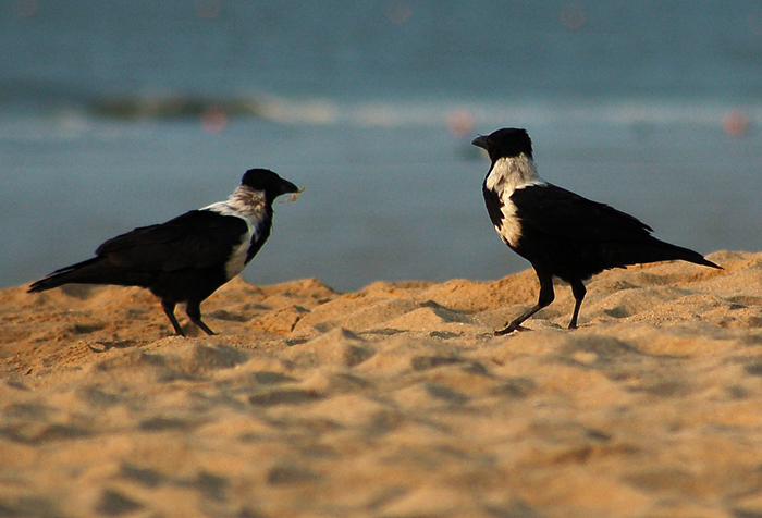 Corvus torquatus