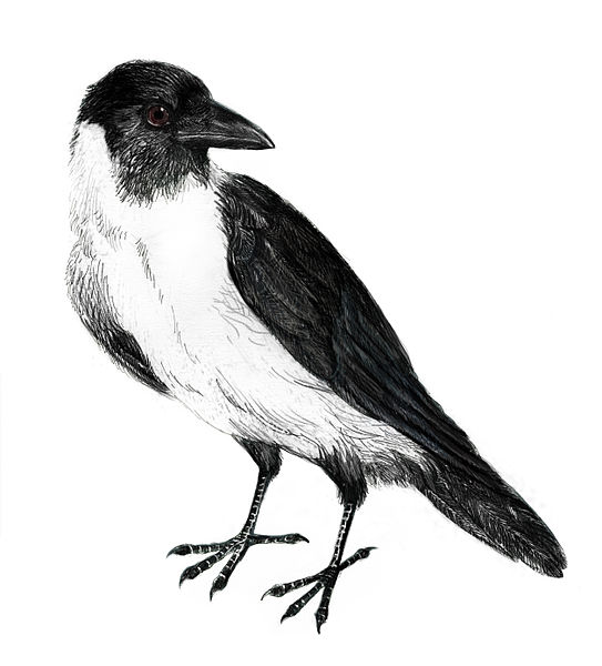 Corvus typicus