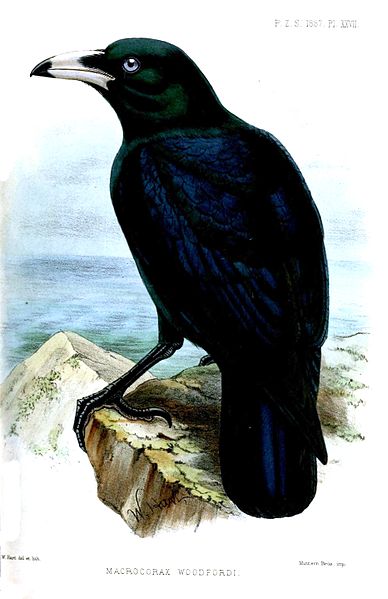Corvus woodfordi