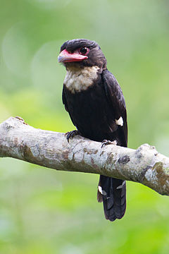 Corydon sumatranus