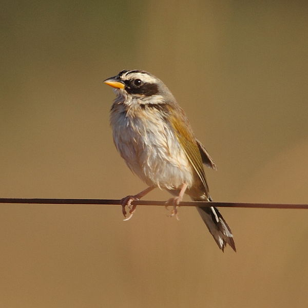Coryphaspiza melanotis